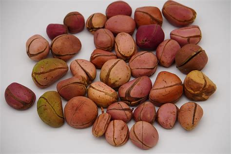  Kola Nut: A Tale Of Honesty And Unexpected Riches From Ancient Nigeria!